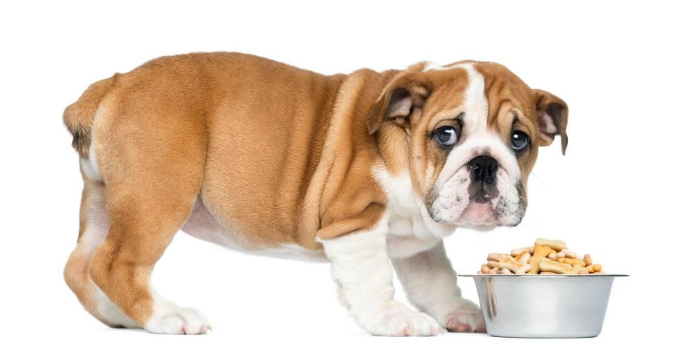 A bull dog about to eat meal